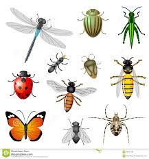 insectos 2
